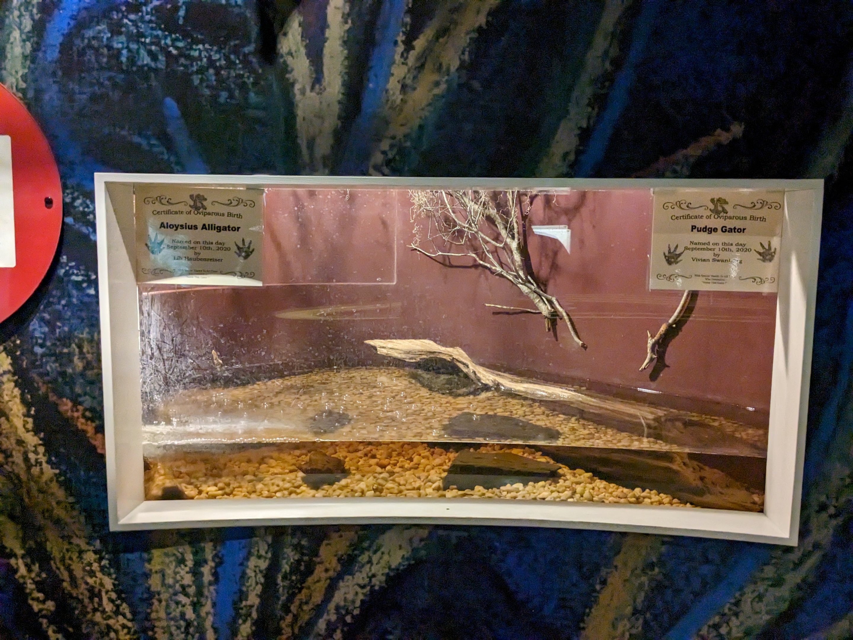 North Carolina Estuarium - estuary tank #2 American Alligator