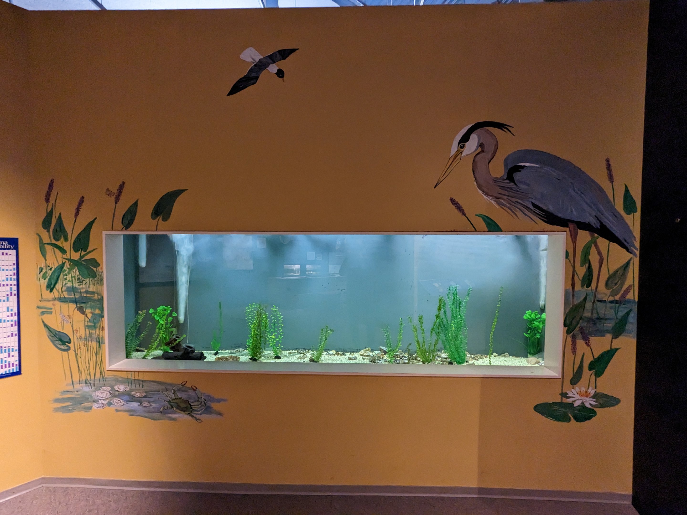 North Carolina Estuarium - large tank (estuary)