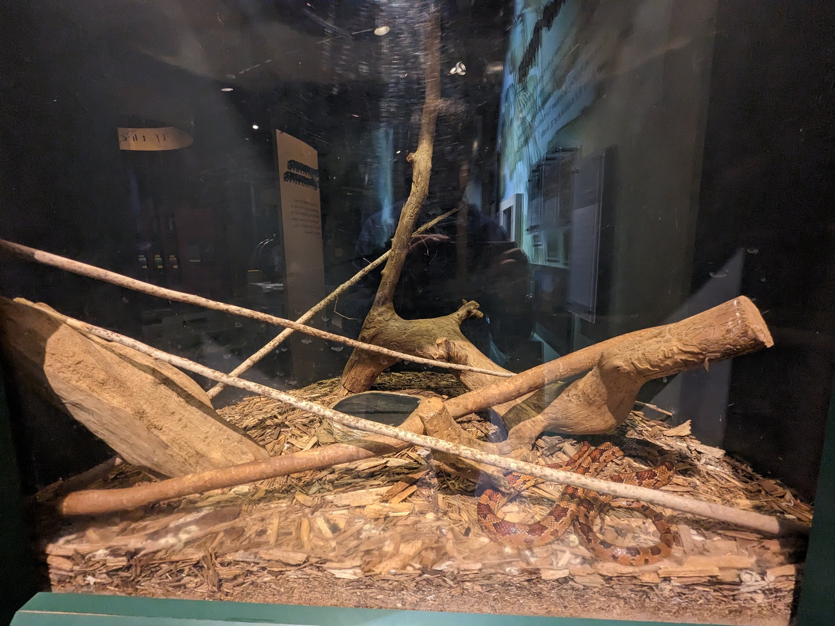 North Carolina Estuarium -Reptile tank corn snake