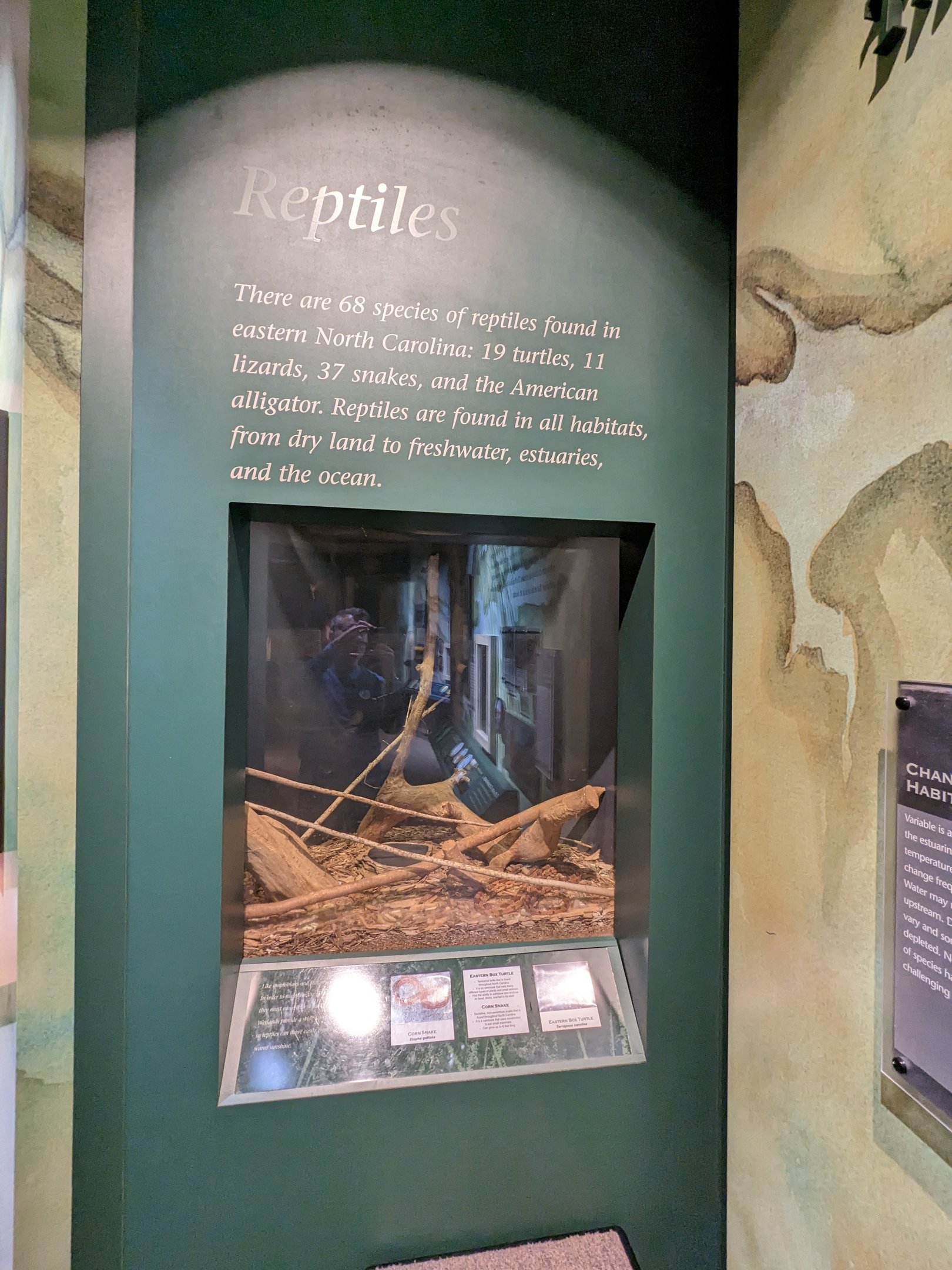 North Carolina Estuarium -Reptile tank