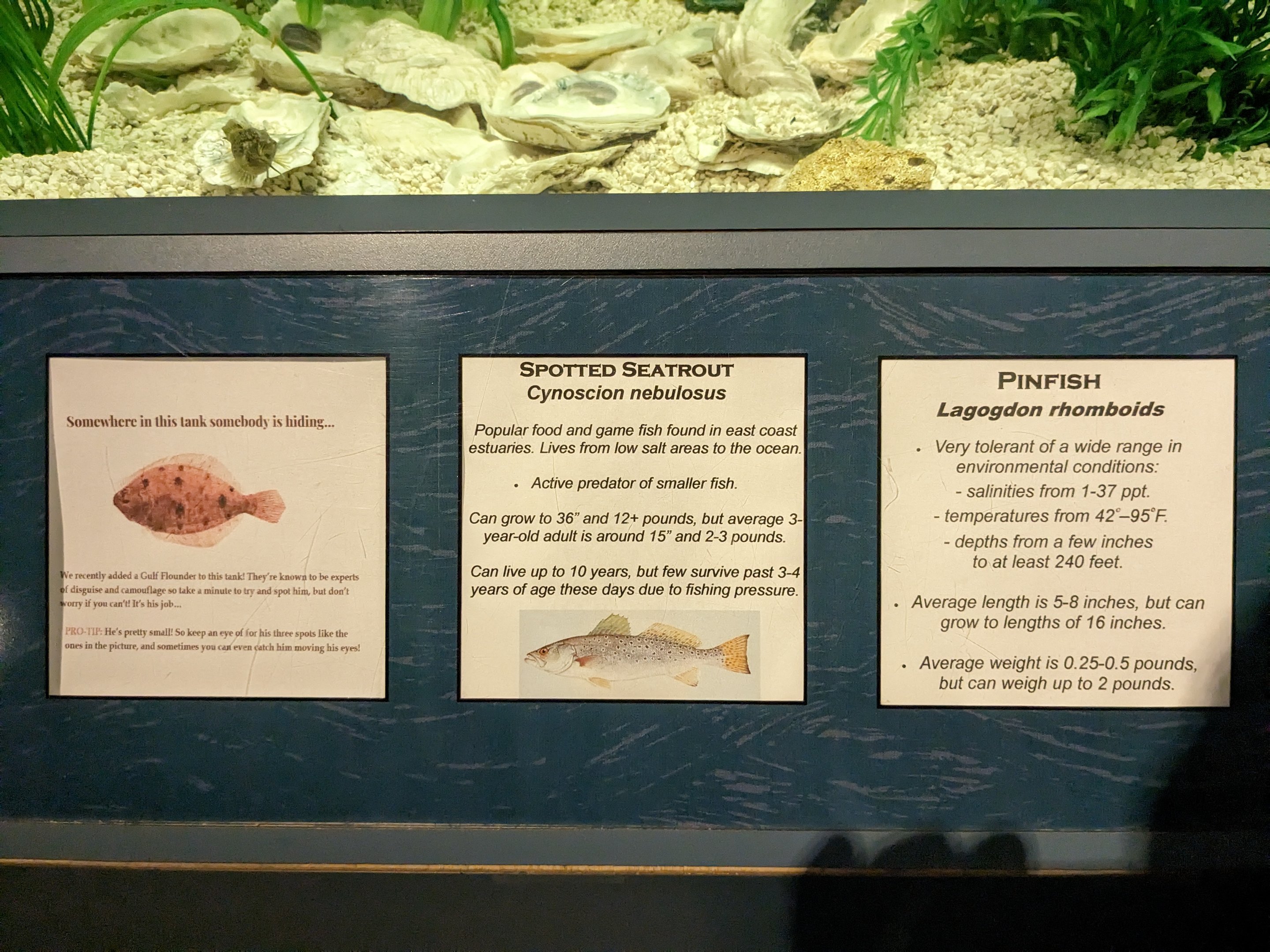 North Carolina Estuarium - Sharks and Rays tank sign
