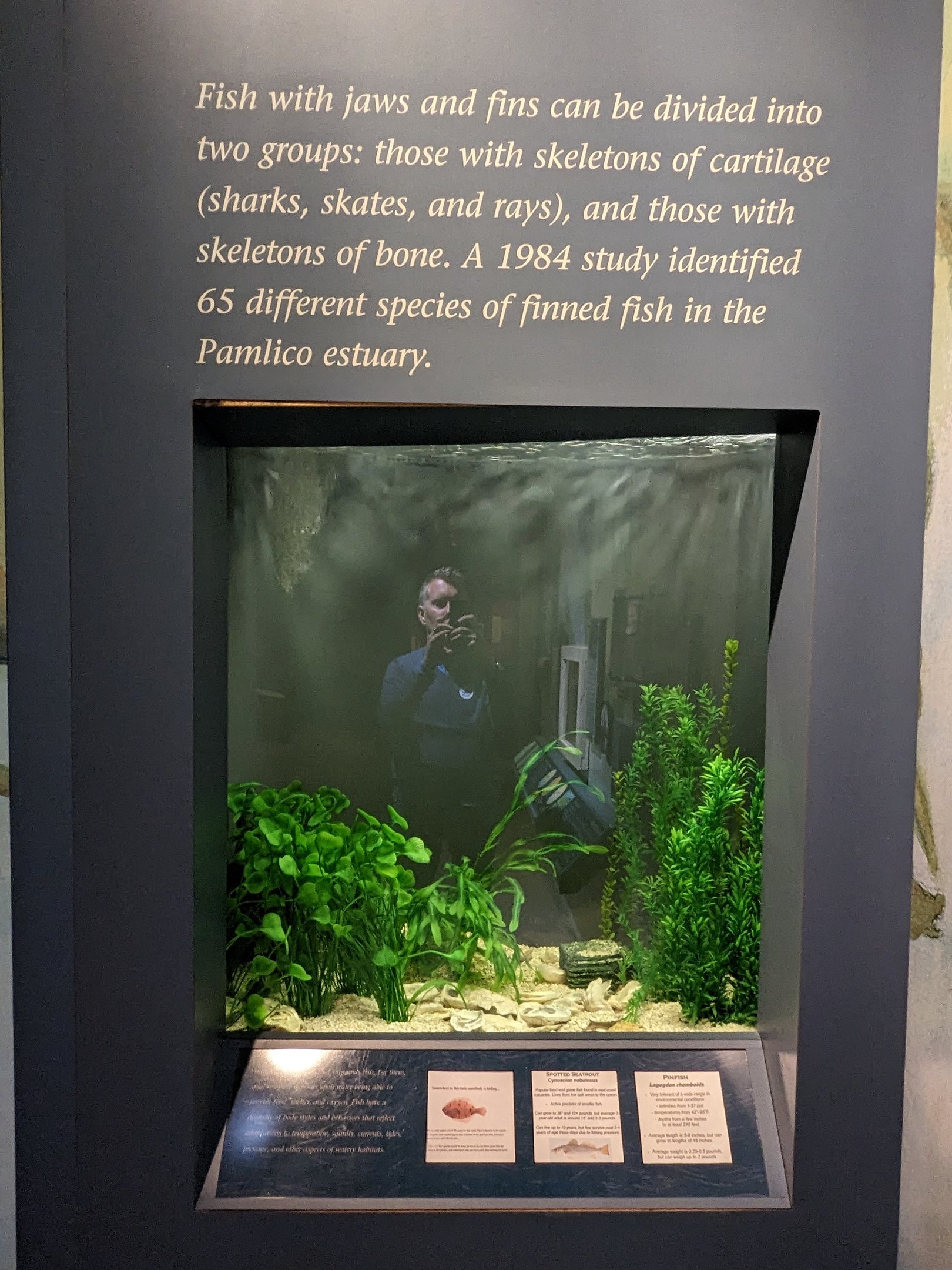 North Carolina Estuarium - Sharks and Rays tank