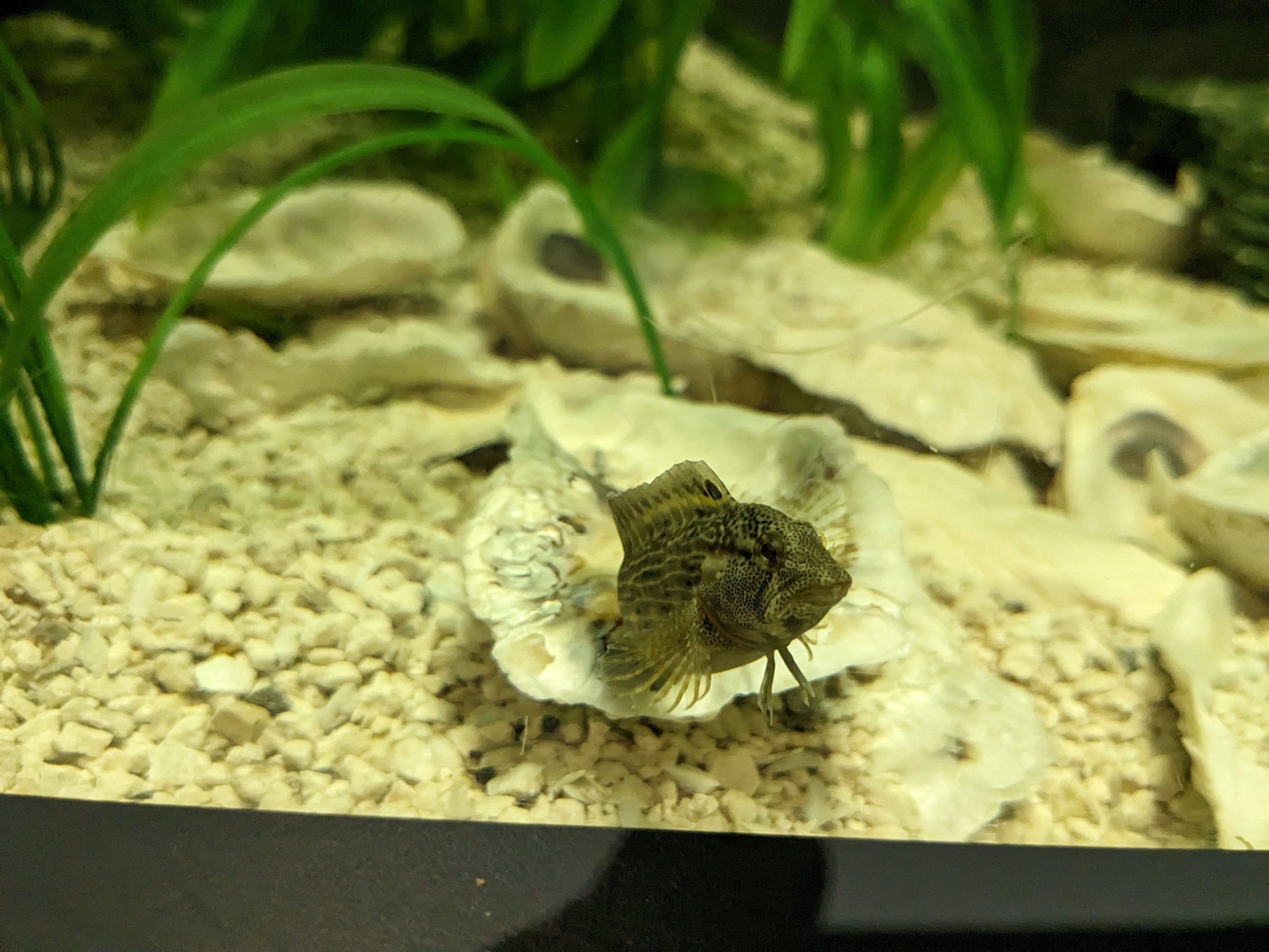 North Carolina Estuarium - Sharks and Rays tank