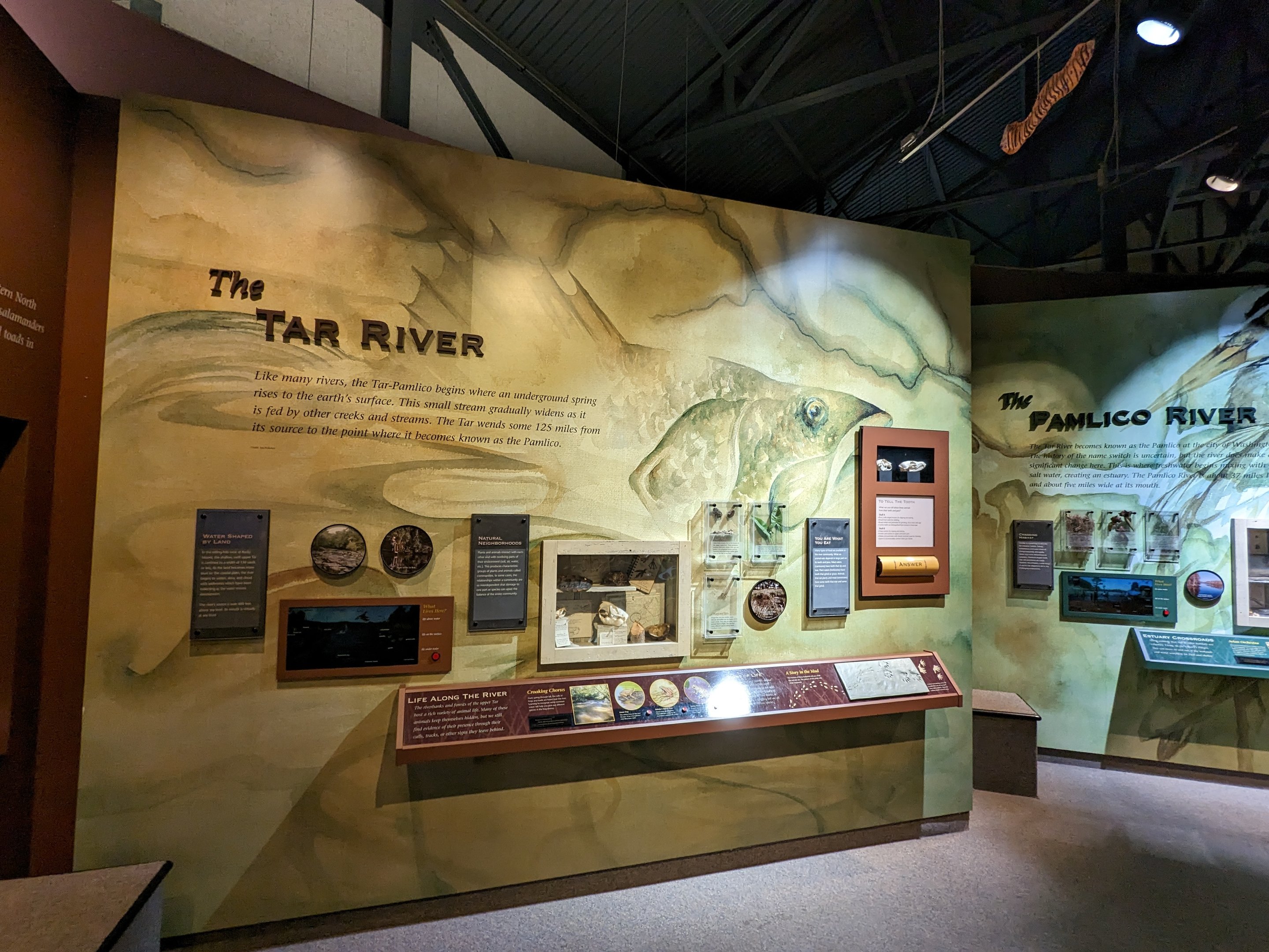 North Carolina Estuarium - The Tar Rive rdisplay