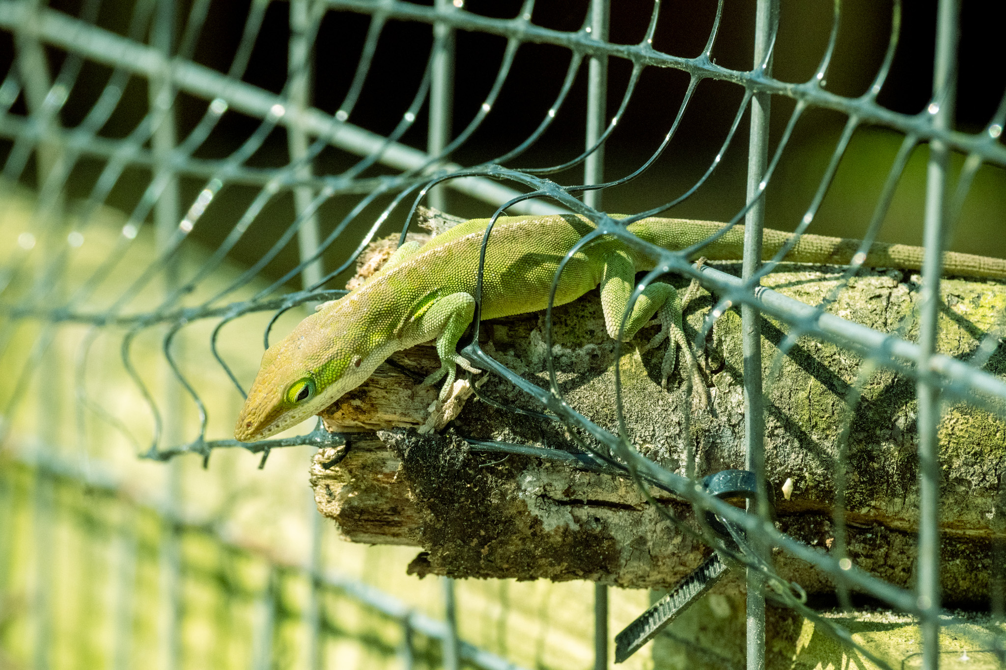 North Carolina local wildlife  green anole