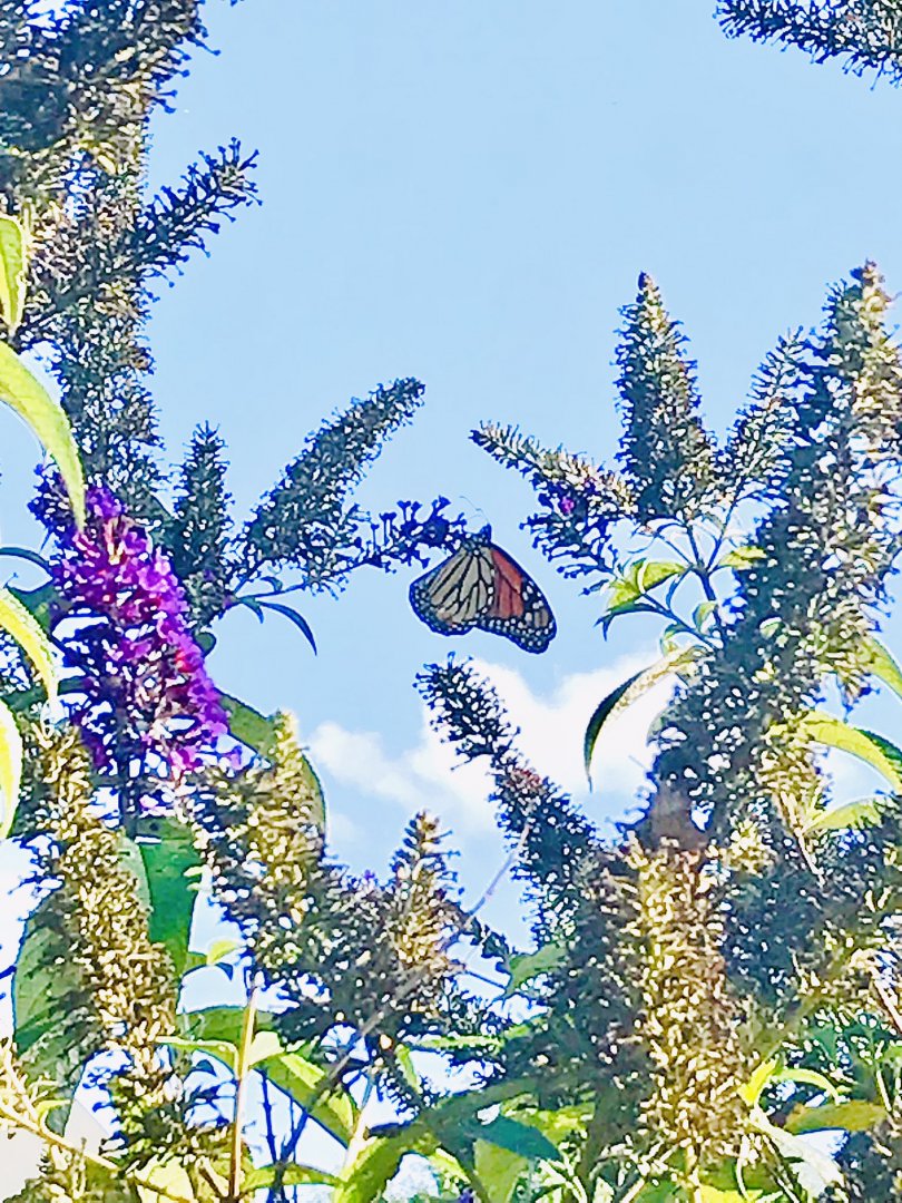North Carolina - Monarch Butterfly