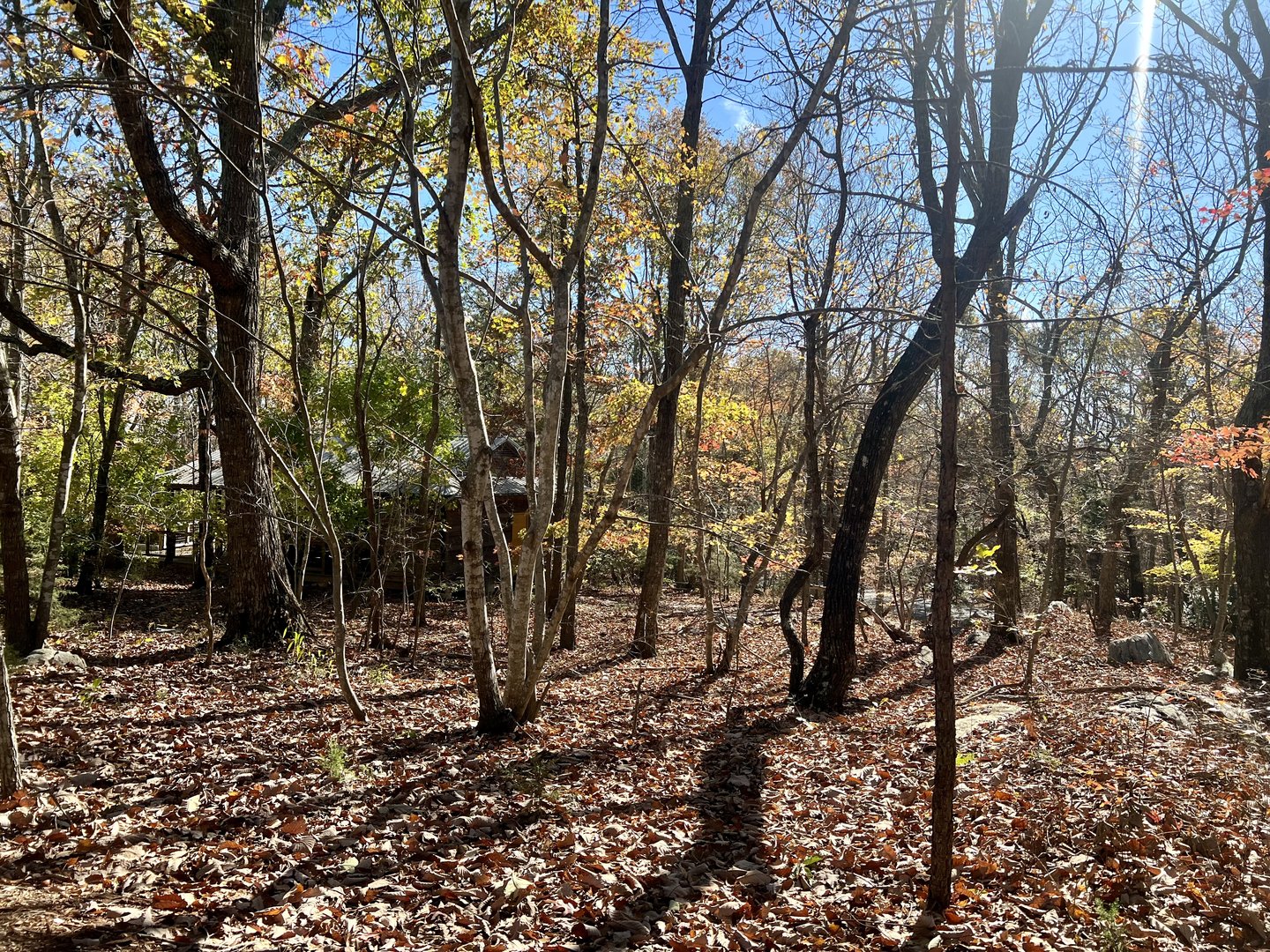 North Carolina Piedmont Forest