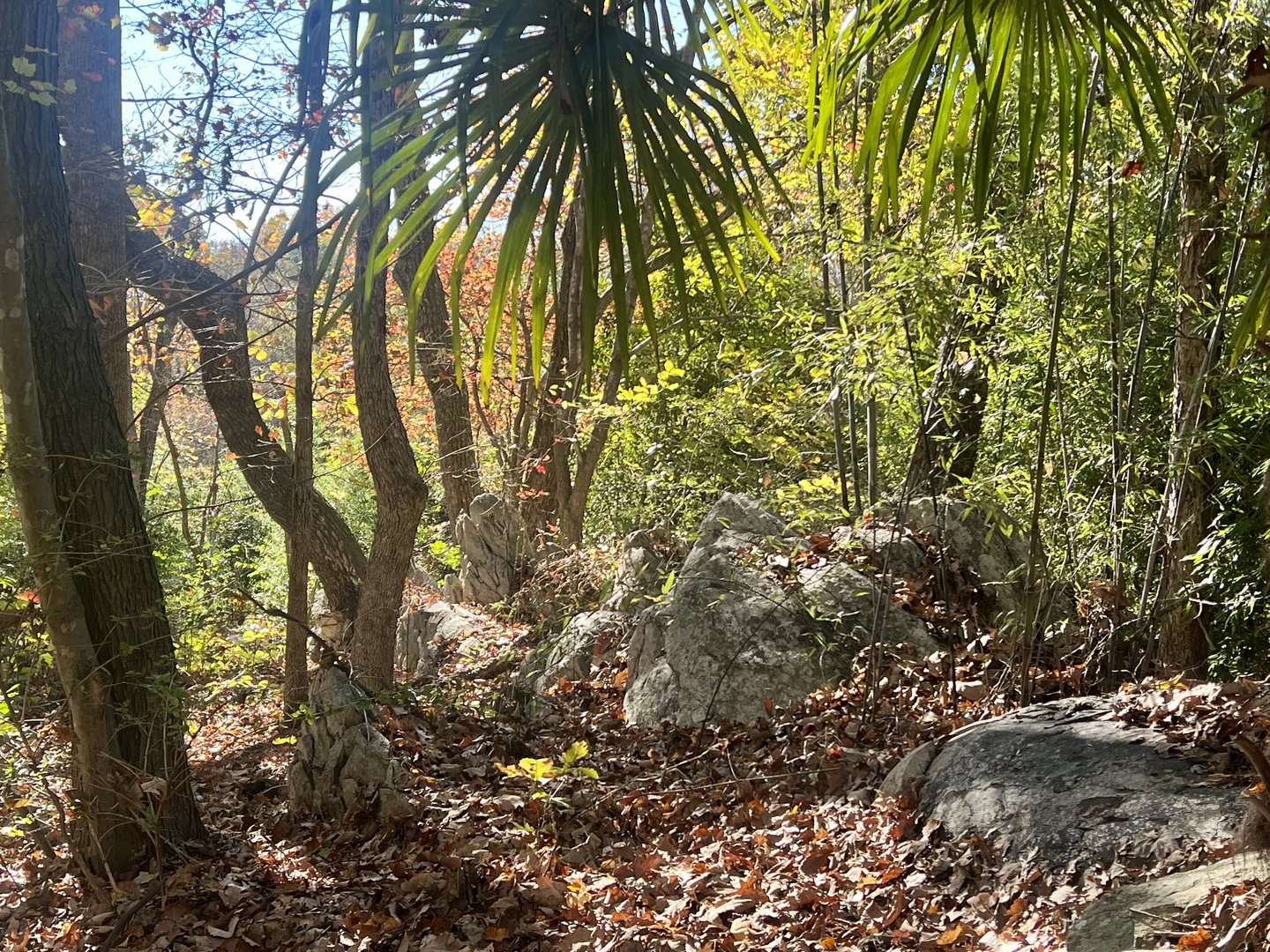 North Carolina Piedmont Forest