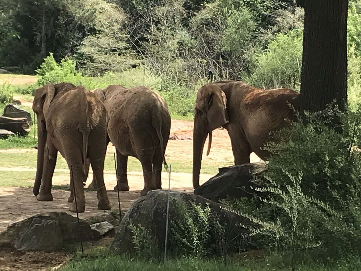 North Carolina Zoo: African Elephant Herd