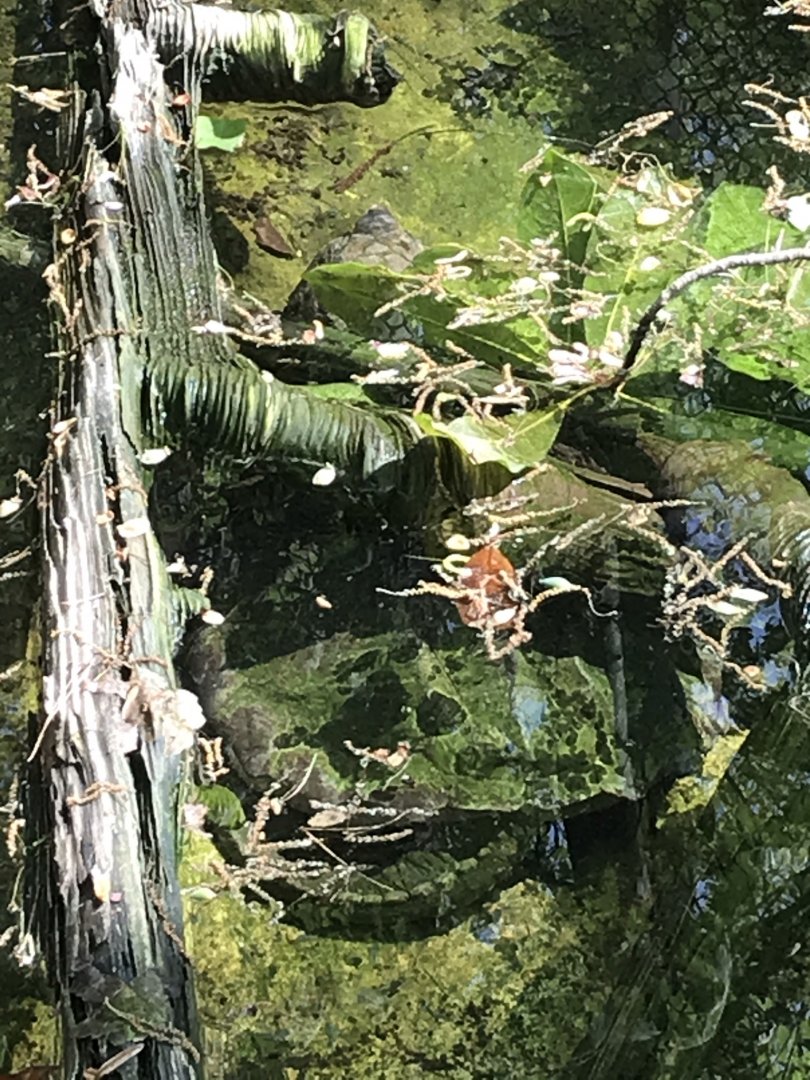 North Carolina Zoo: Alligator Snapping Turtle