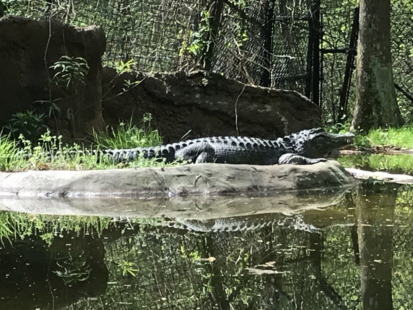 North Carolina Zoo: American Alligator