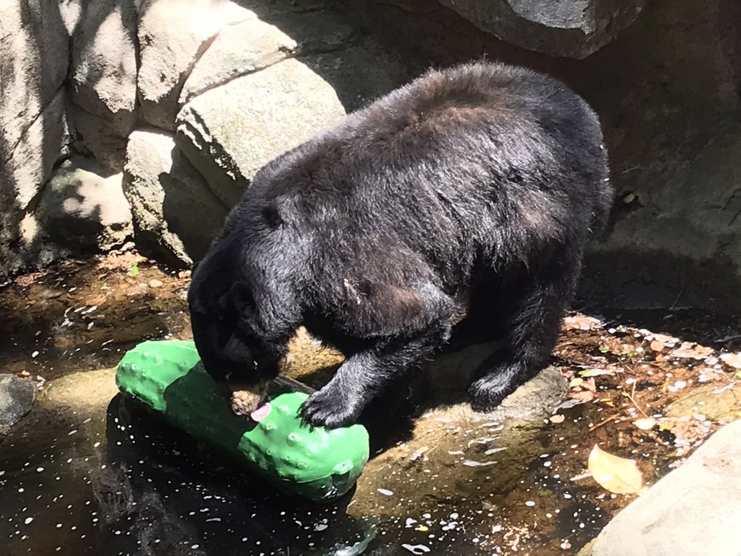 North Carolina Zoo: American Black Bear