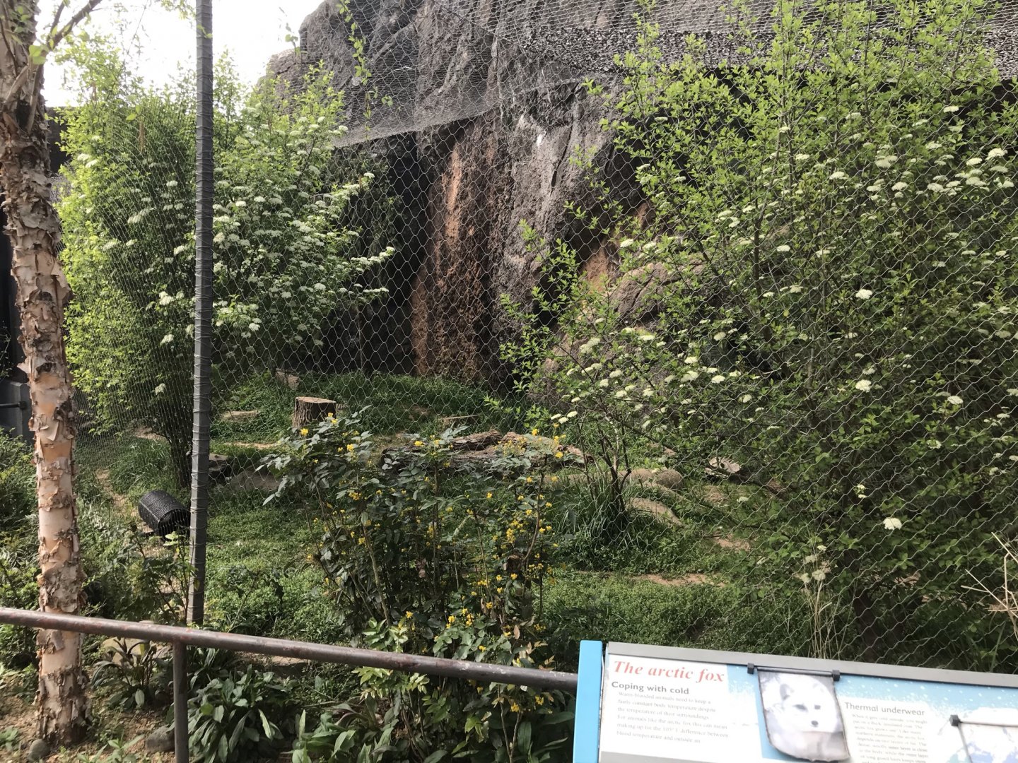 North Carolina Zoo: Arctic Fox Exhibit