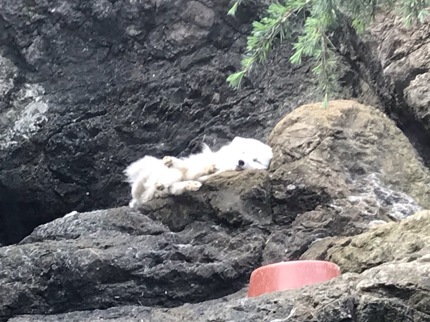 North Carolina Zoo: Arctic Fox