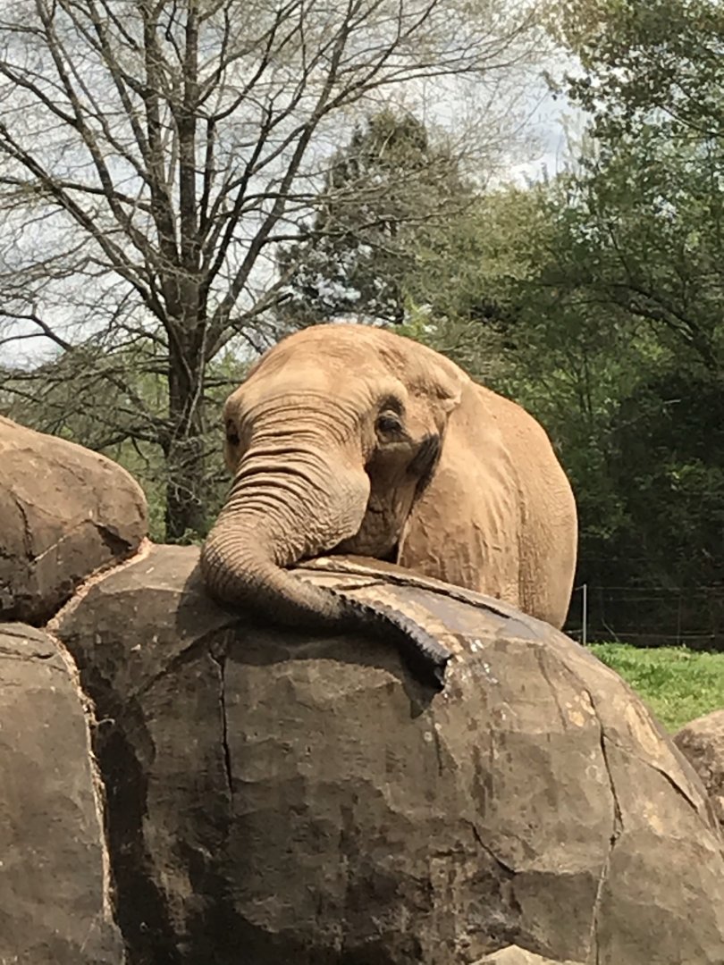 North Carolina Zoo: Artie