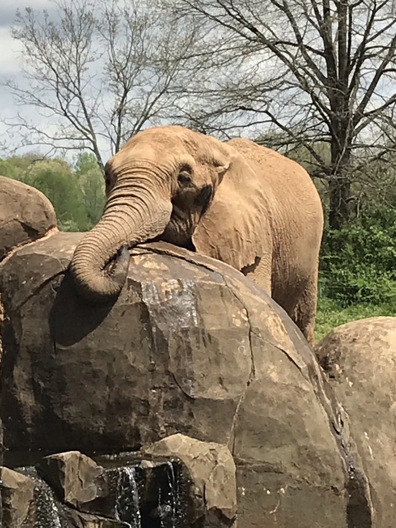 North Carolina Zoo: Artie