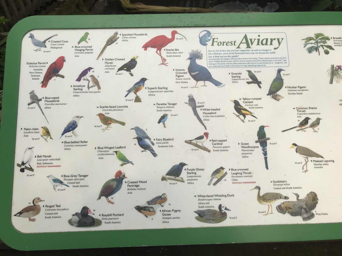 North Carolina Zoo: Aviary Bird Guide