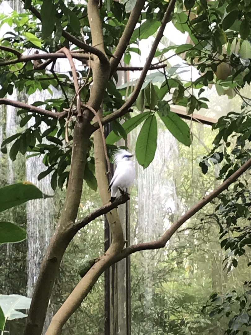 North Carolina Zoo: Bali Mynah