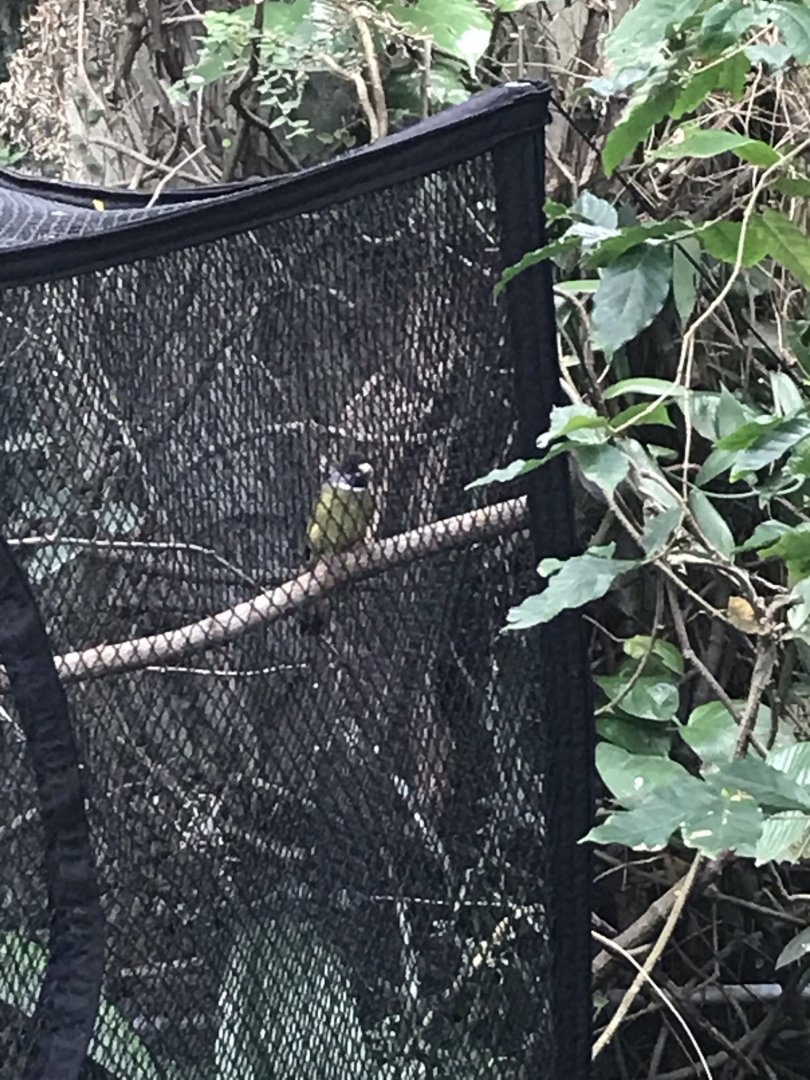 North Carolina Zoo: Bird ID