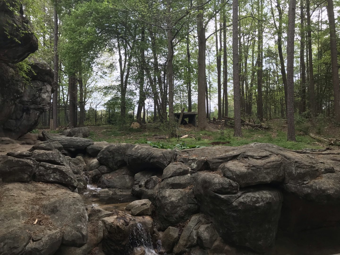 North Carolina Zoo: Black Bear Exhibit
