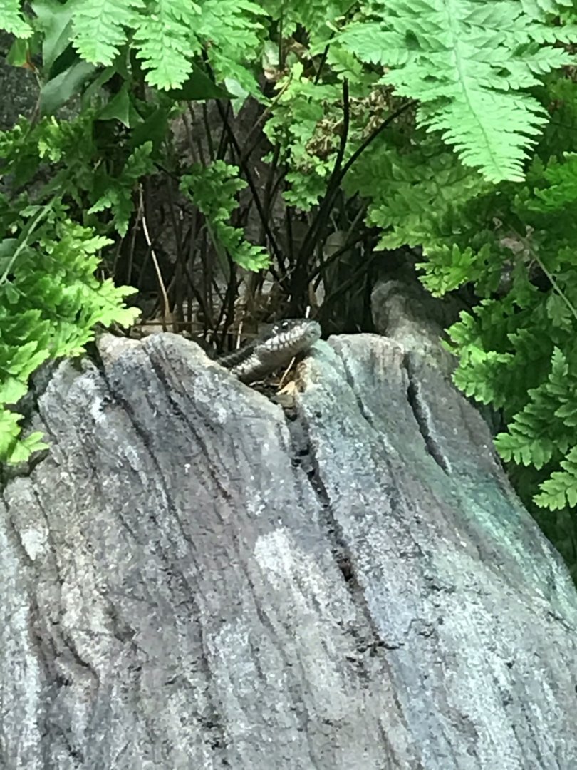 North Carolina Zoo: Black Rat Snake