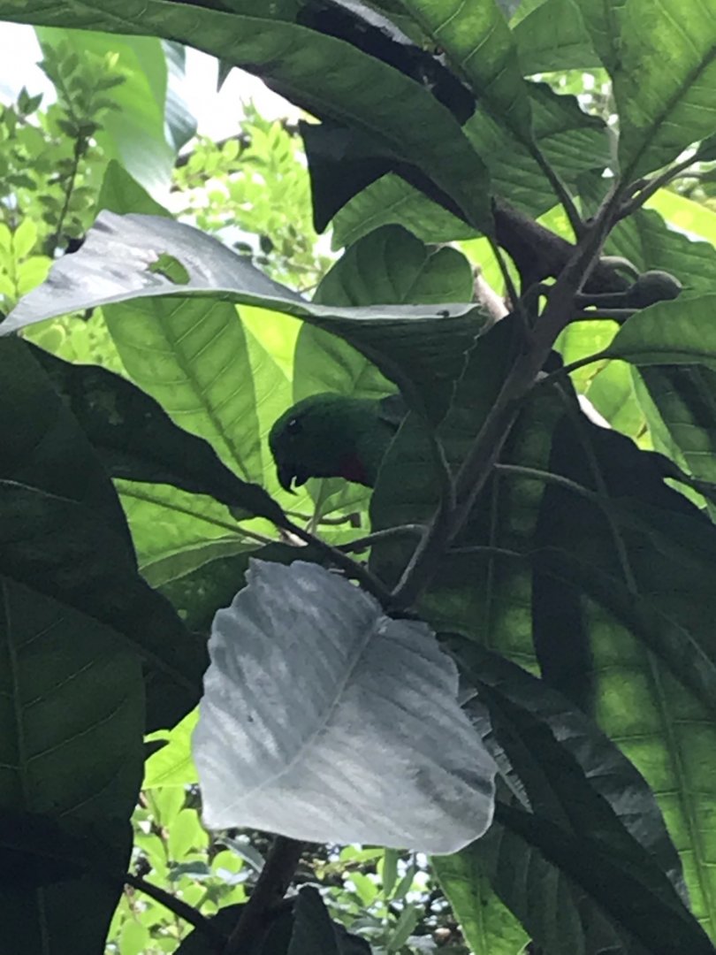 North Carolina Zoo: Blue-Crowned Hanging Parrot