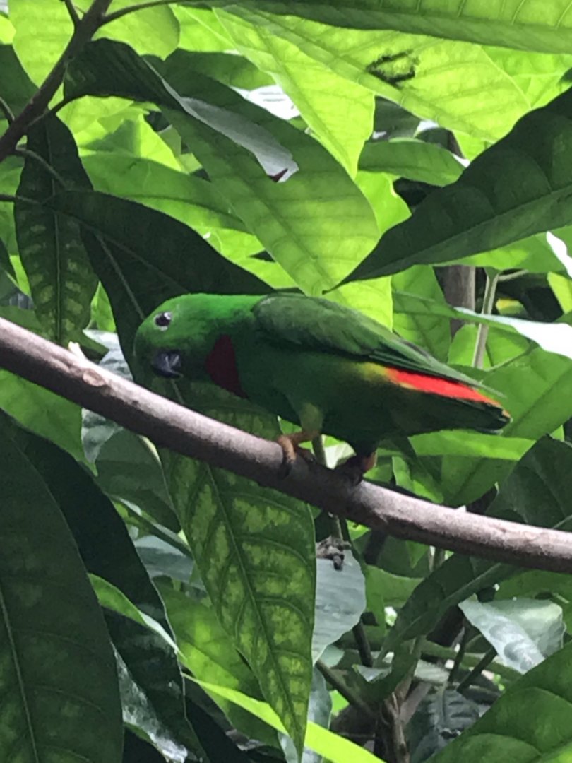 North Carolina Zoo: Blue-Crowned Hanging Parrot