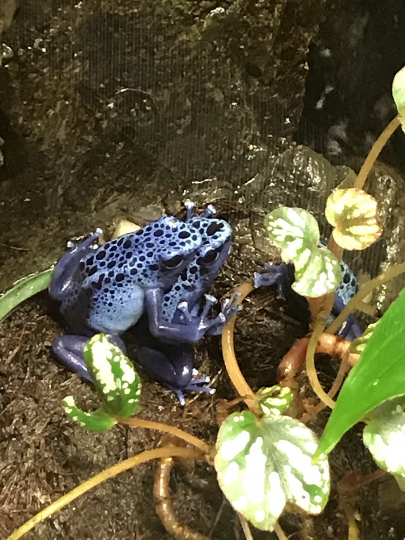 North Carolina Zoo: Blue Poison-Dart Frogs