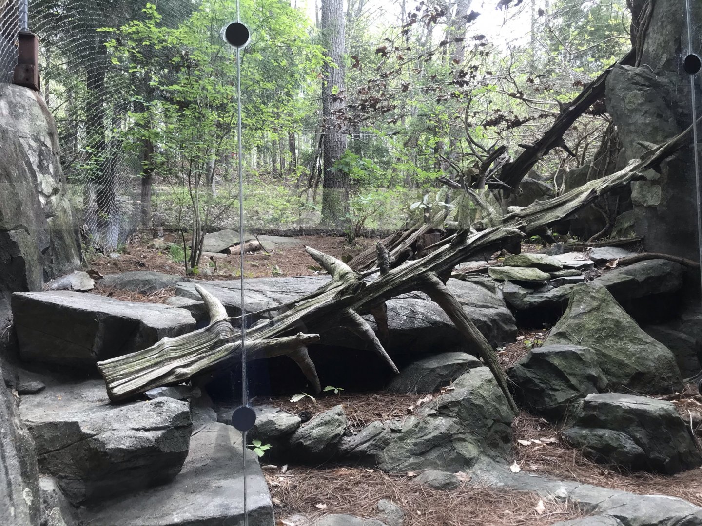 North Carolina Zoo: Bobcat Exhibit