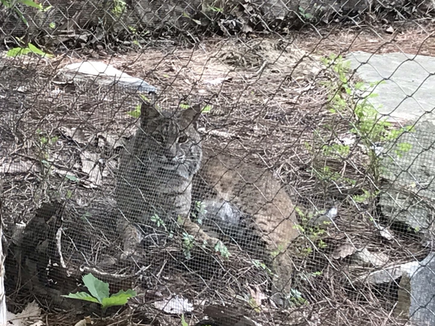 North Carolina Zoo: Bobcat