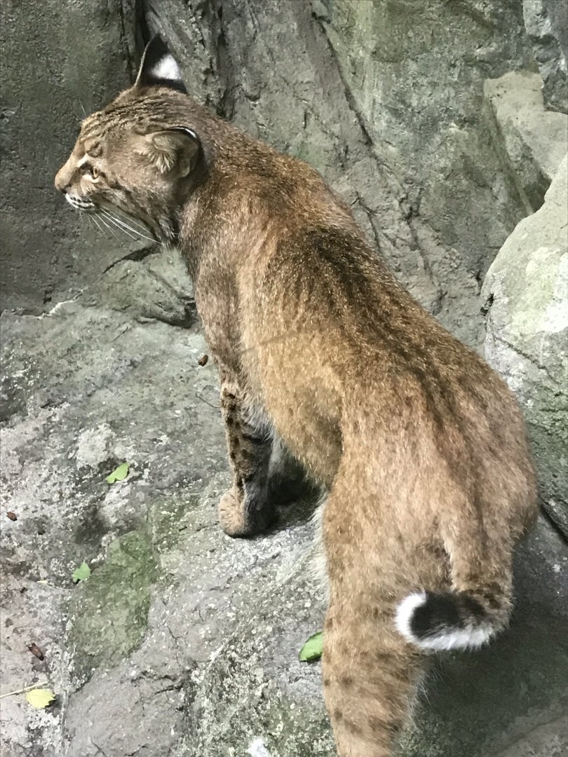 North Carolina Zoo: Bobcat