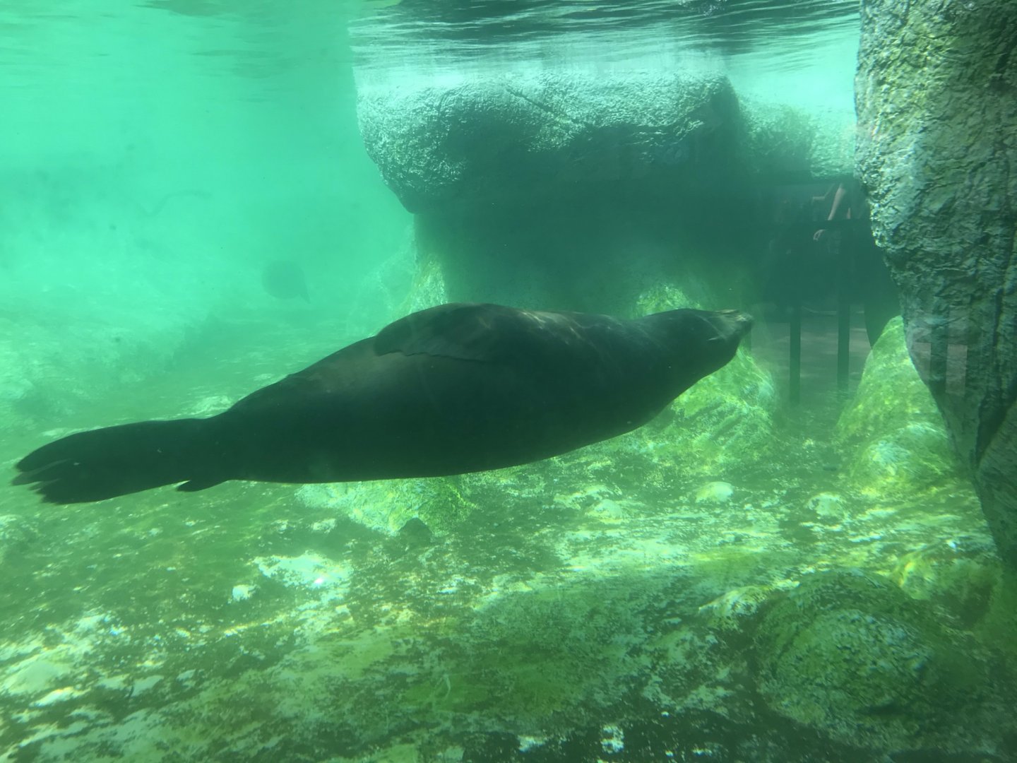 North Carolina Zoo: California Sea Lion