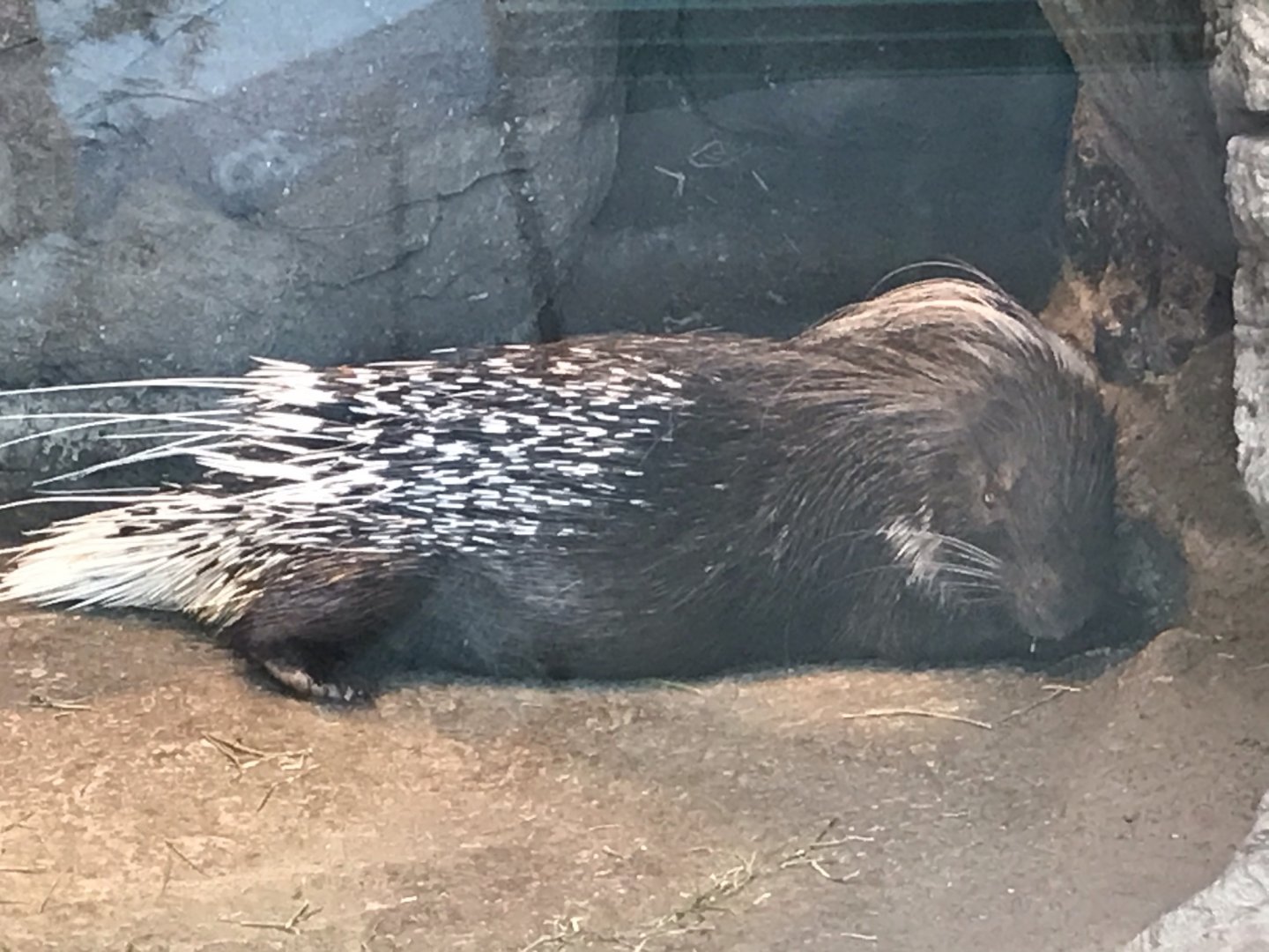 North Carolina Zoo: Cape Porcupine