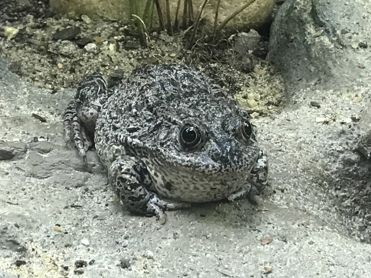 North Carolina Zoo: Carolina Gopher Frog