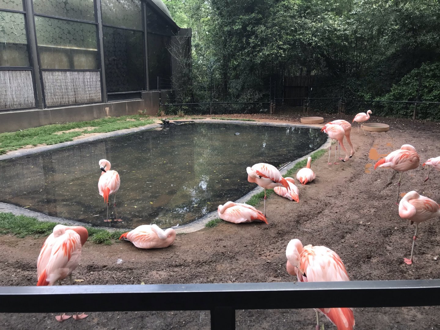 North Carolina Zoo: Chilean Flamingos