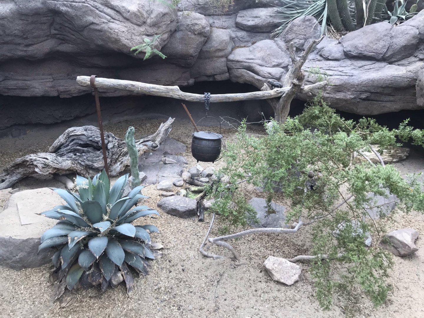 North Carolina Zoo: Chuckwalla Exhibit