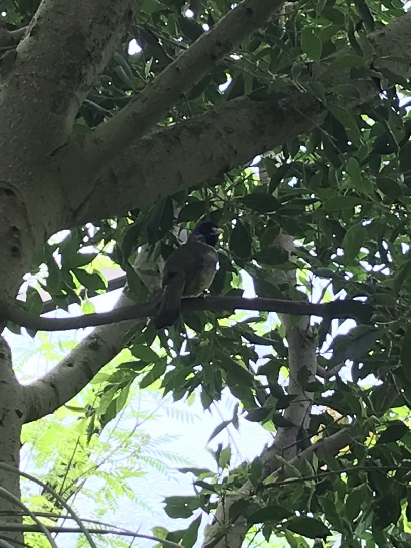 North Carolina Zoo: Collared Finchbill