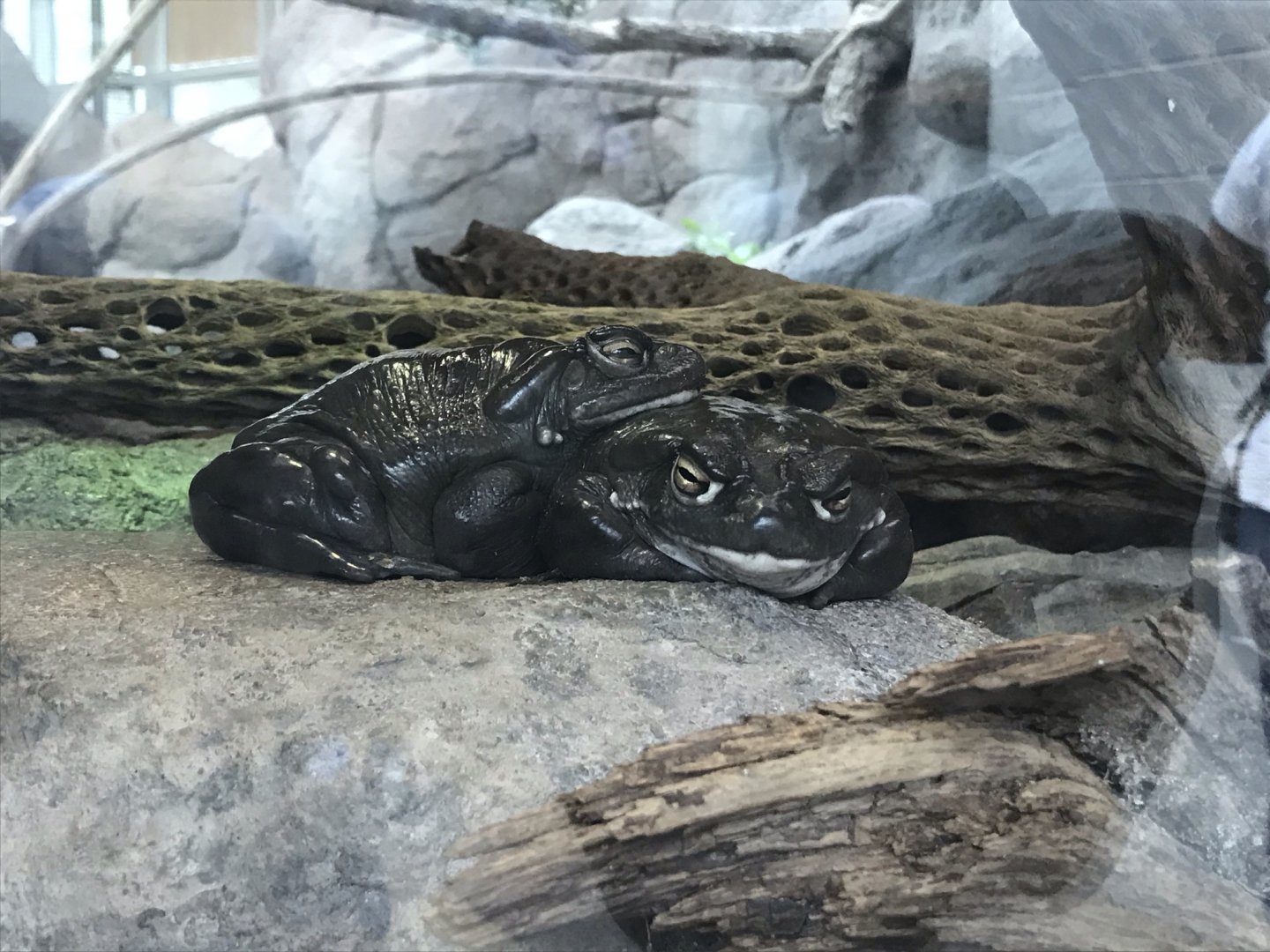 North Carolina Zoo: Colorado River Toads