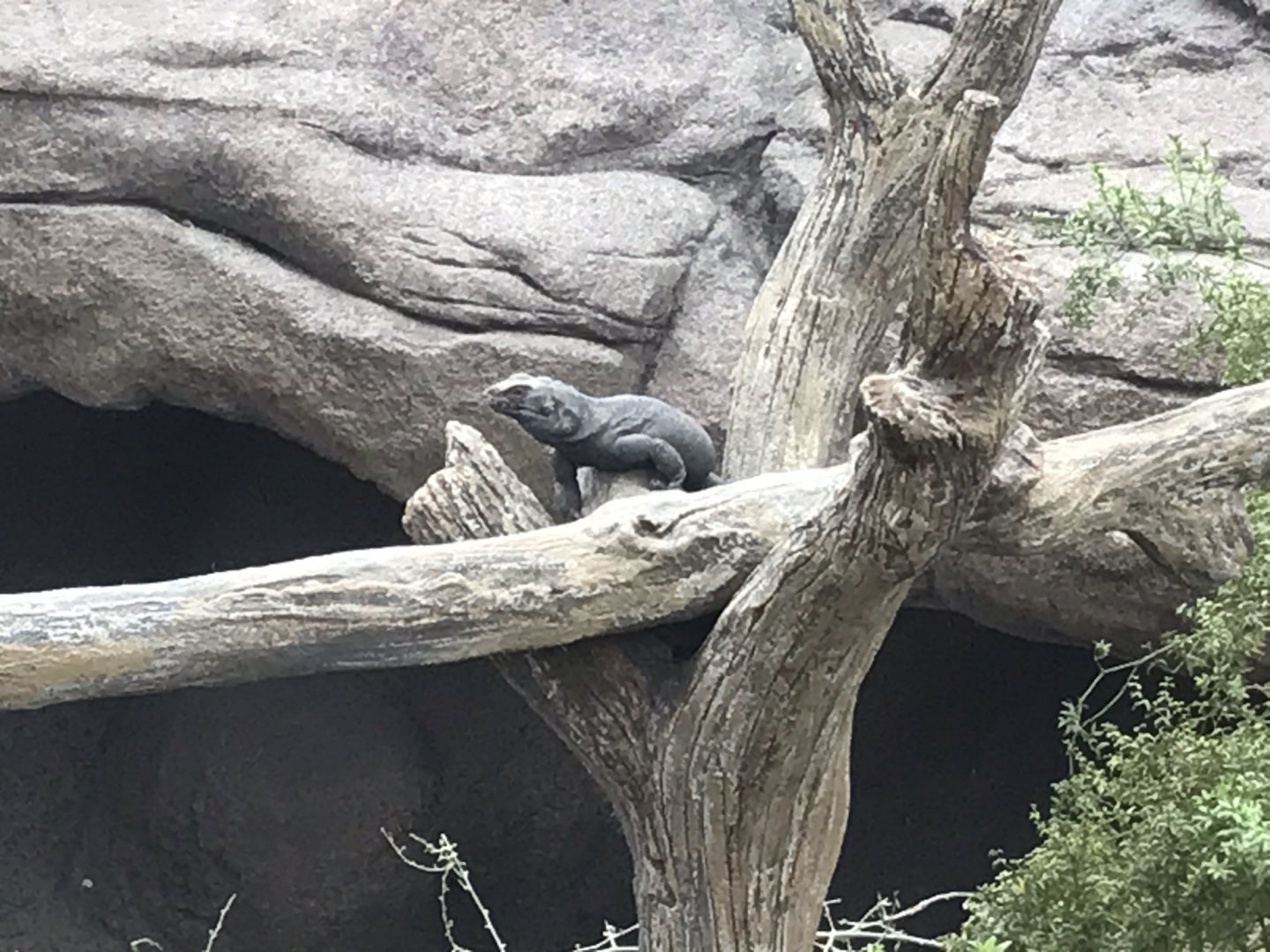 North Carolina Zoo: Common Chuckwalla