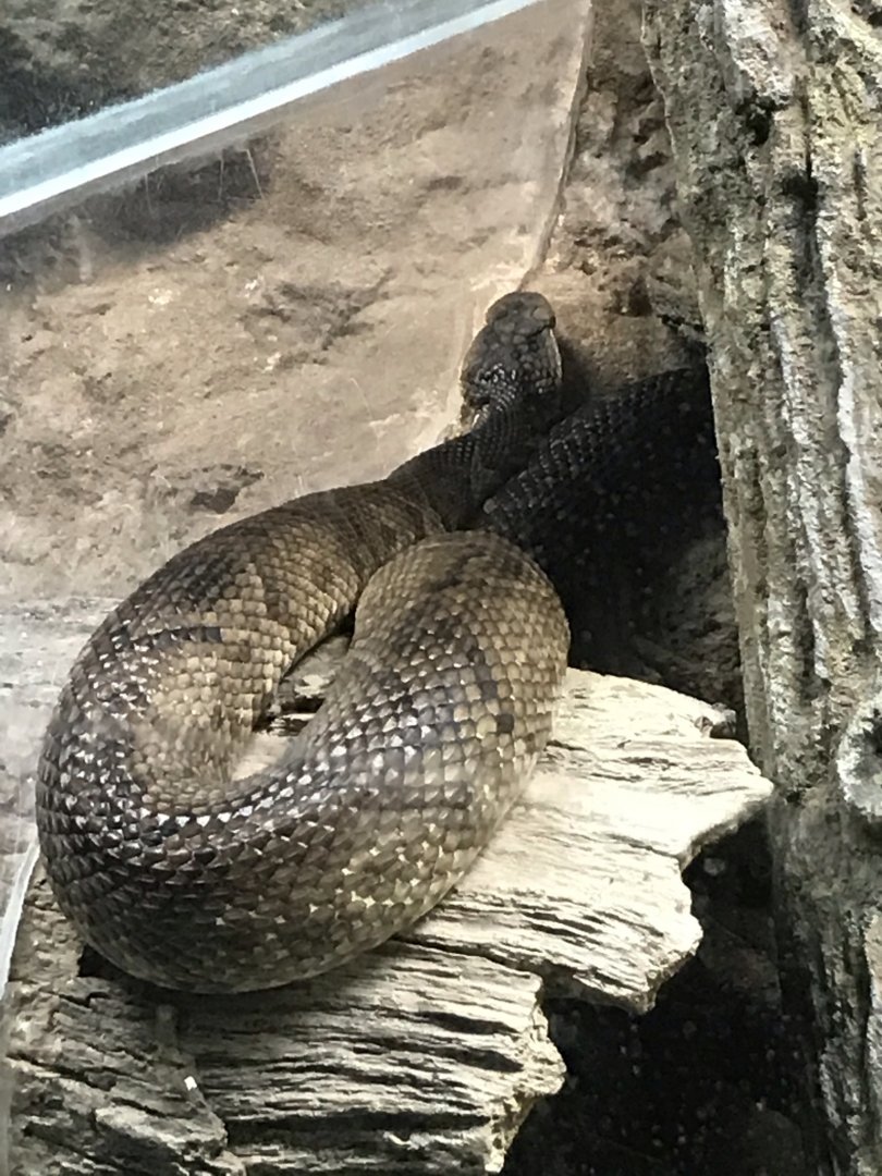 North Carolina Zoo: Cottonmouth