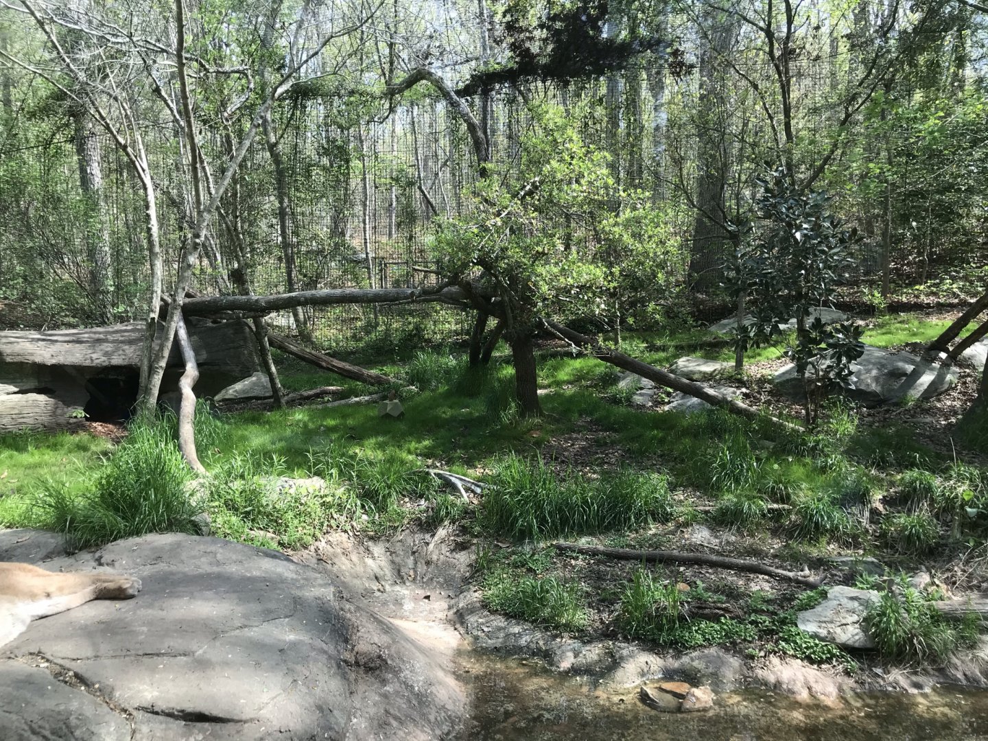 North Carolina Zoo: Cougar Habitat
