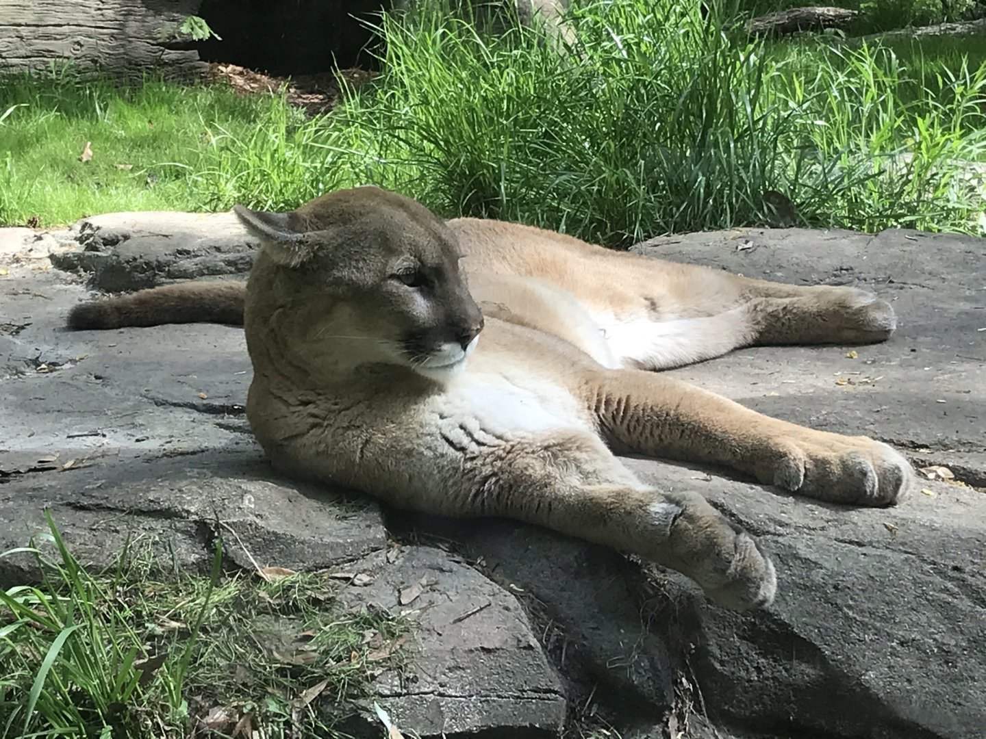 North Carolina Zoo: Cougar