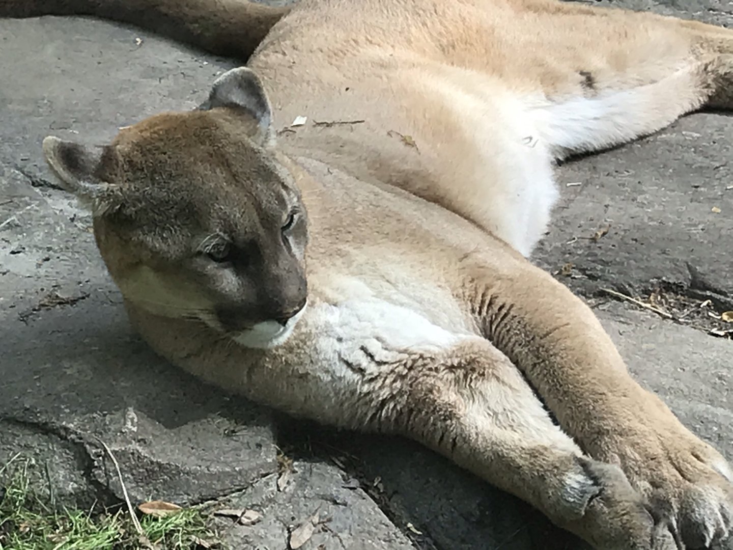 North Carolina Zoo: Cougar