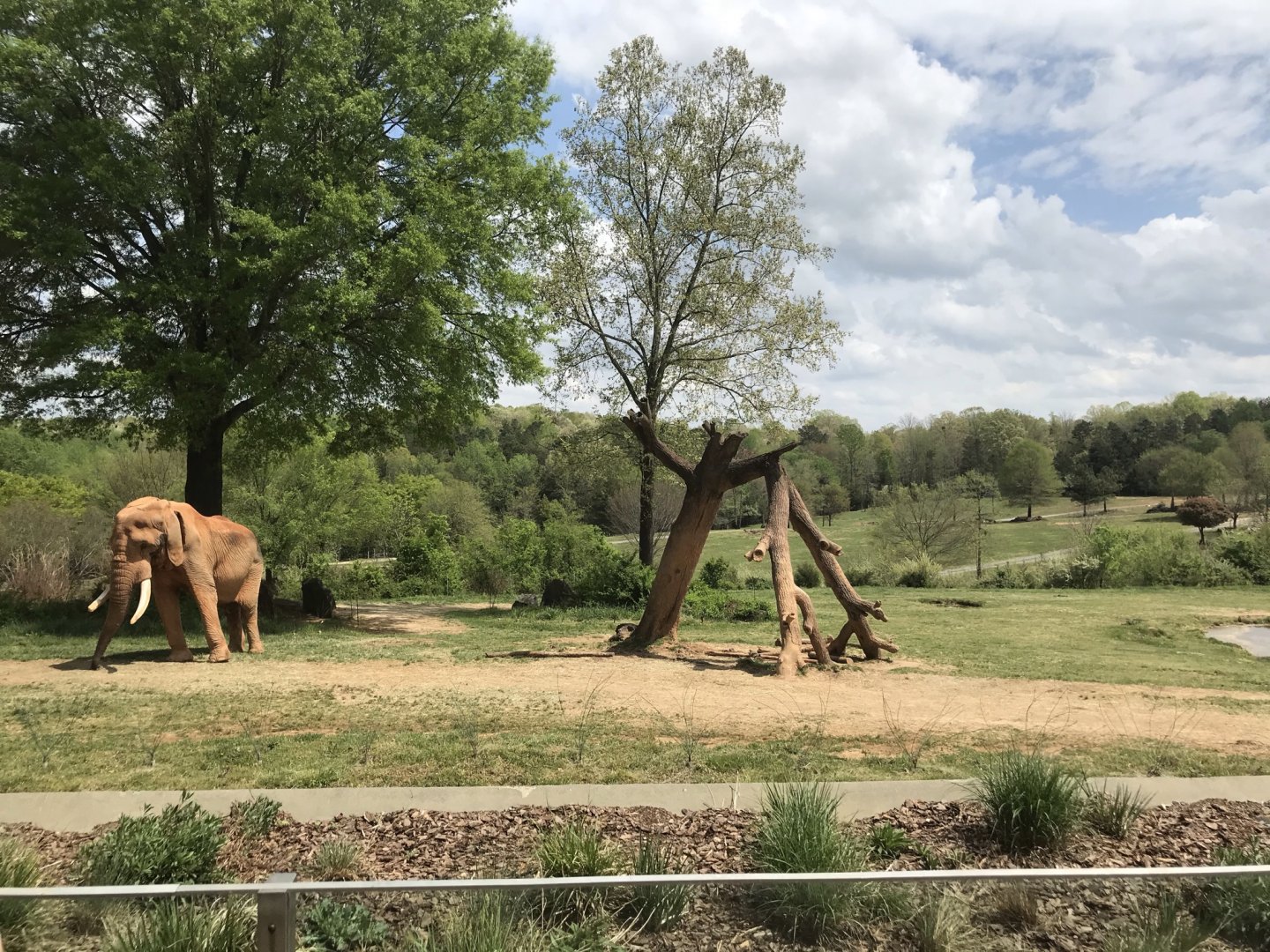North Carolina Zoo: C'Sar on Exhibit
