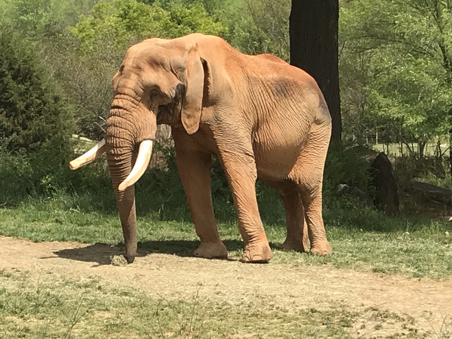 North Carolina Zoo: C'Sar