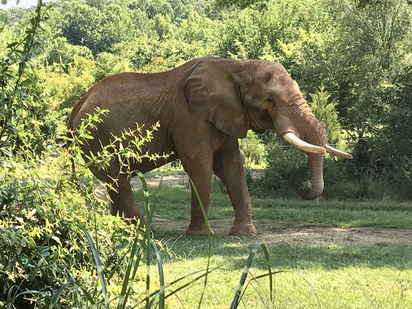 North Carolina Zoo: C'sar