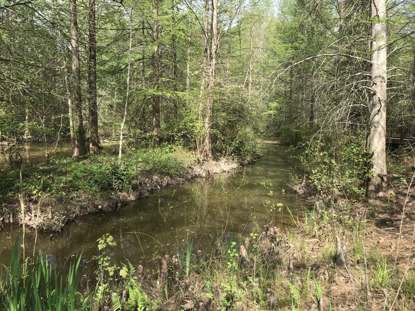 North Carolina Zoo: Cypress Swamp