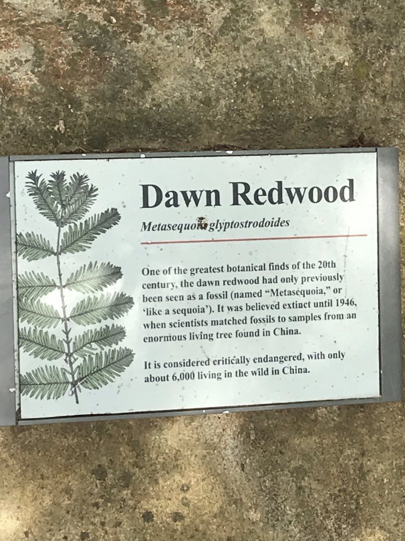 North Carolina Zoo: Dawn Redwood plaque