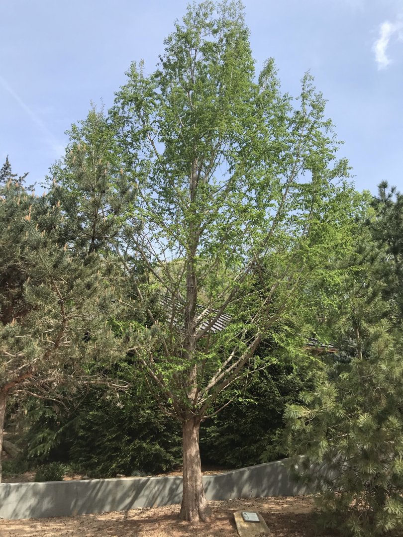 North Carolina Zoo: Dawn Redwood