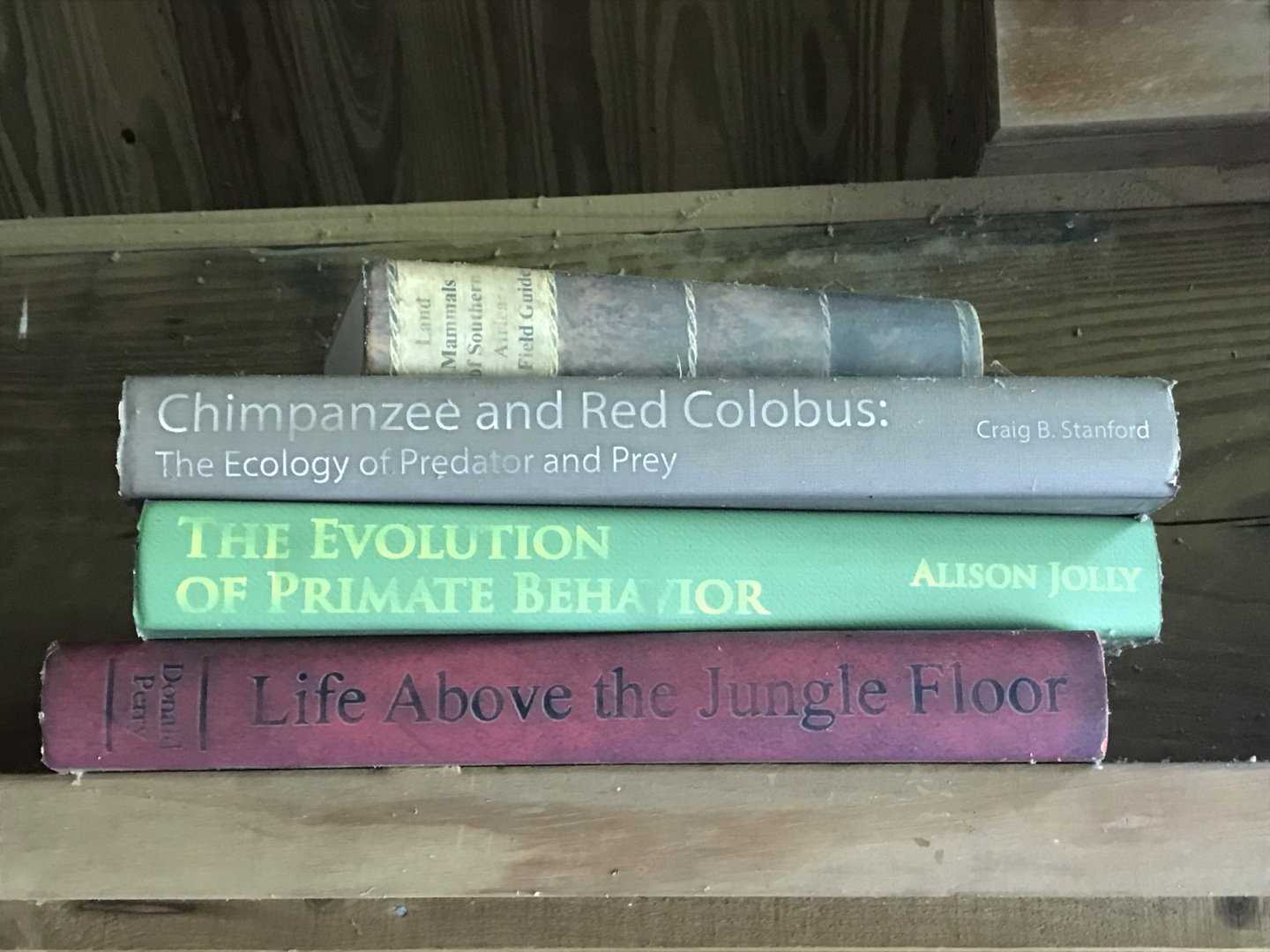 North Carolina Zoo: Decorative Books at Chimpanzee Habitat